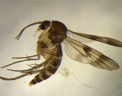 Mycetophila elongata