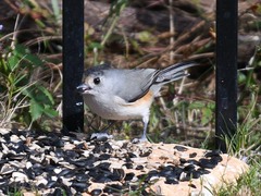 Baeolophus bicolor × atricristatus
