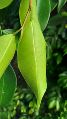 Ficus kurzii
