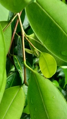 Ficus kurzii