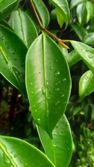 Ficus kurzii