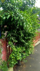 Ficus kurzii