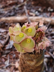 Euphorbia denisiana image