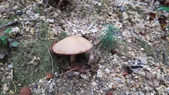 Fungi