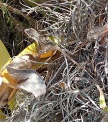 Stenocercus guentheri