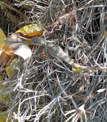 Stenocercus guentheri