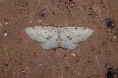 Poecilasthena scoliota