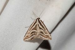 Dichromodes confluaria