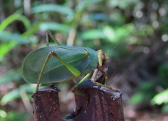 Ozphyllum naskreckii