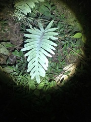 Phlebodium pseudoaureum