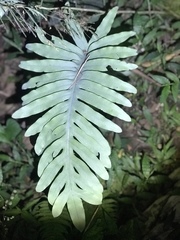 Phlebodium pseudoaureum