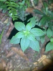Cleome rutidosperma