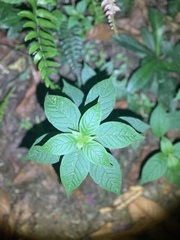 Cleome rutidosperma