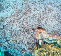 Fimbriaphyllia ancora
