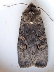 Lithophane laticinerea