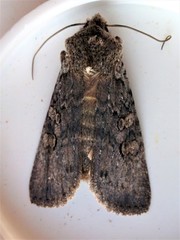 Lithophane laticinerea