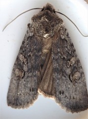 Lithophane laticinerea
