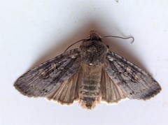 Lithophane laticinerea