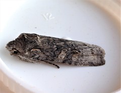 Lithophane laticinerea