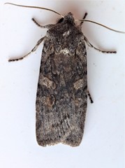 Lithophane laticinerea