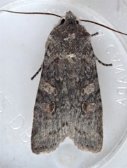 Lithophane laticinerea