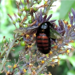 Xylocopa nigrocincta