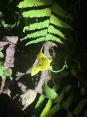 Trimezia steyermarkii