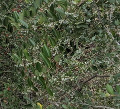 Smilax smallii