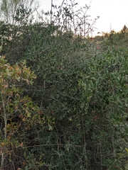Smilax smallii