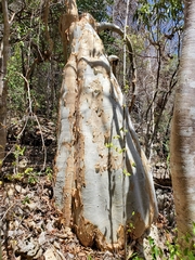 Cyphostemma macrocarpa