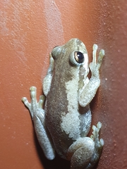 Litoria dentata