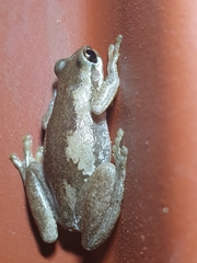Litoria dentata