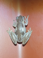 Litoria dentata
