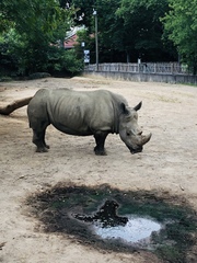 Rhinocerotidae
