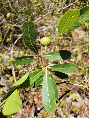 Crateva greveana image