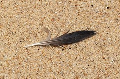 Chroicocephalus novaehollandiae