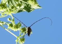 Sphaenothecus maccartyi