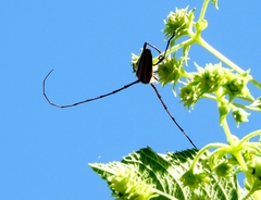 Sphaenothecus maccartyi