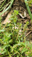 Rotala tripartita