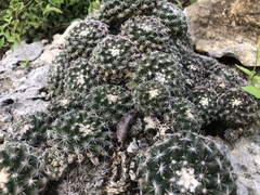 Mammillaria gaumeri