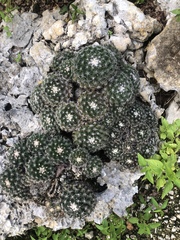 Mammillaria gaumeri