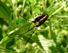 Sphaenothecus maccartyi