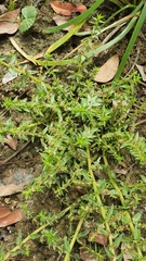 Rotala tripartita