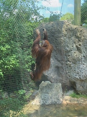 Pongo