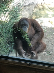 Pongo