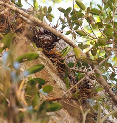 Dendrobium monophyllum