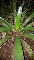 Vriesea