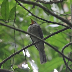 Lipaugus vociferans