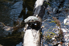 Actinemys marmorata marmorata