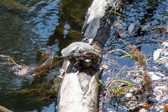 Actinemys marmorata marmorata